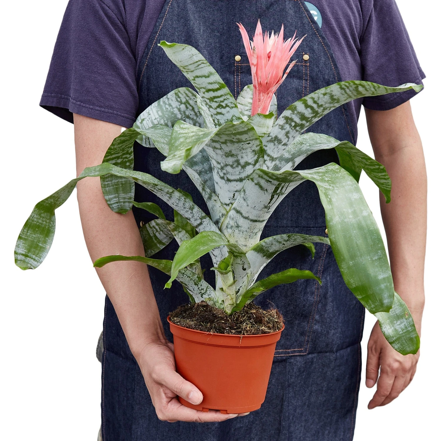 Bromeliad ‘Silver Vase’ 4 Bromeliad ‘Silver Vase’ - Image 2