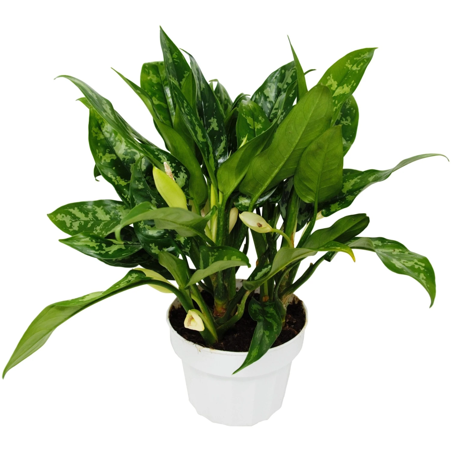 Chinese Evergreen ‘Maria’ 3 Chinese Evergreen ‘Maria’