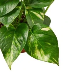 Pothos ‘Golden’ -Garden Leaf Shop b92b8551 fcad 5ef1 a724 16a40794133f e96c9a27 7cff 4e7f 9f72 d160fa16fae3