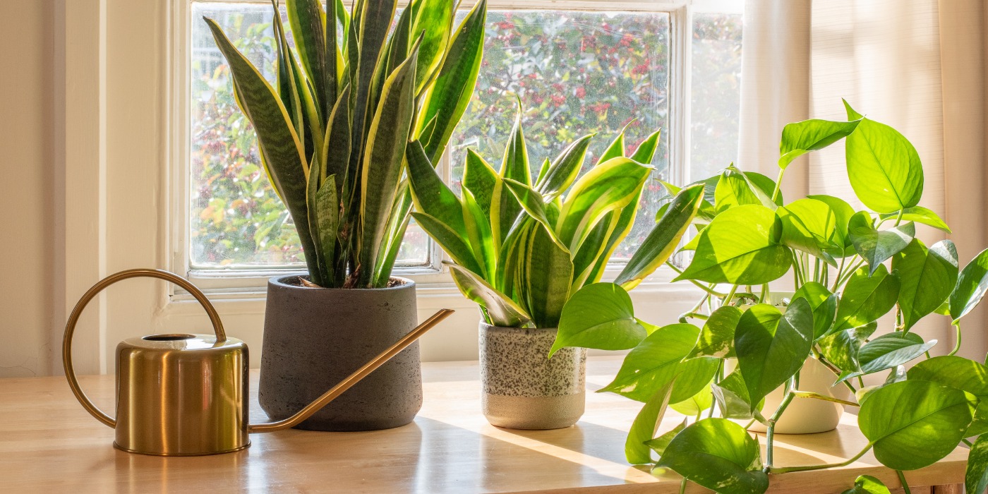 Front Page -Garden Leaf Shop blog kamerplanten header