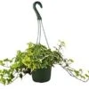 English Ivy Gold Child – 6″ Pot – NURSERY POT ONLY -Garden Leaf Shop c2259922 c17b 5666 9fff b875212e3d85 e69fa9d7 cf7e 4934 abc2 f2586078b37c