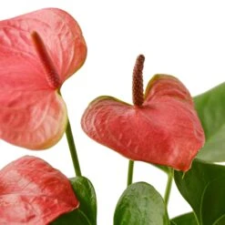 Anthurium ‘Pink’