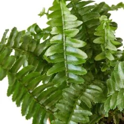 Jester’s Crown Fern – 4″ – NURSERY POT ONLY