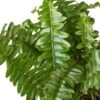 Jester’s Crown Fern – 6″ – NURSERY POT ONLY -Garden Leaf Shop c42298bc 644f 5b73 a429 78e421f5a6bd 451d2101 467c 4b9d 96a4 8fc994425d9c