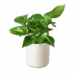 Pothos ‘Golden’ -Garden Leaf Shop c6aca1dd 613b 5355 becf 97e365b99c91 d26e7967 e559 4f20 b84d 3b9d23c1d3f3