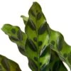 Calathea Lancifolia ‘Rattlesnake’ – 4″ Pot – NURSERY POT ONLY -Garden Leaf Shop c7463527 b7cd 559b 9e8d 9ef1afbbe0f8 1aced589 4a70 44c4 bd2e af26bd42b91d