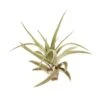 Tillandsia Air Plant Veluntina -Garden Leaf Shop c79cc49e 9f9a 5f38 8268 1963a443d871