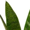 Snake Plant ‘Zeylanica’ – 4″ Pot – NURSERY POT ONLY 1 Snake Plant ‘Zeylanica’ – 4″ Pot – NURSERY POT ONLY -Garden Leaf Shop c8ca10b8 4ae9 5f6e 9fa8 3b73bdc87397 b6f733ce 300c 4d07 8bd1 17e7a794cb52