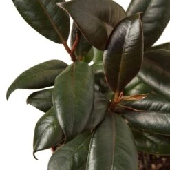 Ficus Elastica ‘Burgundy’ – 4″ Pot – NURSERY POT ONLY 7 Ficus Elastica ‘Burgundy’ – 4″ Pot – NURSERY POT ONLY -Garden Leaf Shop cdb82568 296a 5737 bbcc d832fee95203 c8e0ffc4 cfb6 4c39 a6de e7a5e12d720e