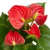 Anthurium ‘Red’ – 4″ Pot – NURSERY POT ONLY -Garden Leaf Shop cf7ee355 861e 50d4 8749 e9ede8905eab c3e5cc7e 24d8 4ebe a19b 71dcbf8bf3aa