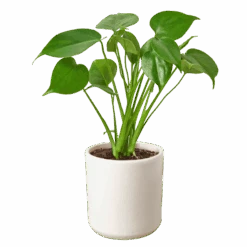 Philodendron Monstera Split-Leaf -Garden Leaf Shop d33a947d 6a30 5f74 8217 847b370f310c a2b97d43 0c75 4170 b611 24636a2959bd