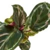 Calathea Roseopicta ‘Medallion’ -Garden Leaf Shop d38a82c4 f7d4 5236 b842 51204e6f5de1