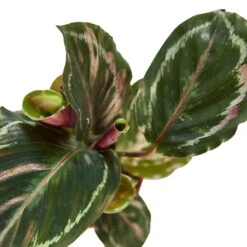 Calathea Roseopicta ‘Medallion’ – 4″ Pot – NURSERY POT ONLY