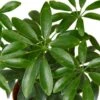 Schefflera Arboricola ‘Umbrella’ – 4″ Pot – NURSERY POT ONLY -Garden Leaf Shop d3ae19f4 7506 5d82 85b1 dc980ff283c1 8736f594 9cff 4ea1 8989 15e0ec2ac024