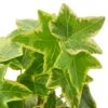 English Ivy Gold Child – 4″ Pot – NURSERY POT ONLY 2 English Ivy Gold Child – 4″ Pot – NURSERY POT ONLY -Garden Leaf Shop d5c384a8 150a 5b59 94bd 4fe650710e92 27f40f69 f76e 4bdf a639 c1214f580cb9