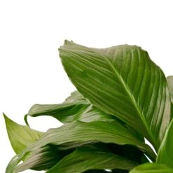 Spathiphyllum ‘Peace Lily’ -Garden Leaf Shop d6af1057 2386 5b84 9512 c00d54f19cce 40728897 c5ed 4c97 ae2f 9326733006d7