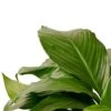 Spathiphyllum ‘Peace Lily’ – 6″ Pot – NURSERY POT ONLY -Garden Leaf Shop d6af1057 2386 5b84 9512 c00d54f19cce 5e2a8e7e bcf3 4270 9ad3 ce92567c8de9