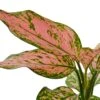 Chinese Evergreen ‘Lady Valentine’ -Garden Leaf Shop d8078cfb fb81 586d a9b5 c09248051c27