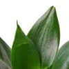 Snake Plant Jade -Garden Leaf Shop d86e2134 67c4 5dea 87b7 c5bb4b6c6c6b