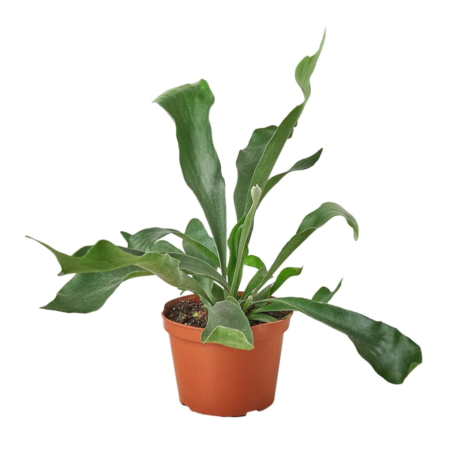 Staghorn Fern 4 Staghorn Fern - Image 2