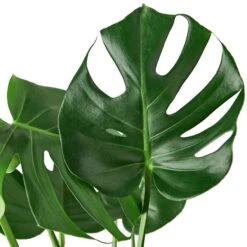 Philodendron Monstera Split-Leaf -Garden Leaf Shop dc8d6bc3 3f9f 5cab 8015 7629532401a7 4b87a868 c016 4bfa ac45 36cc139415f7