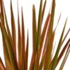 Dracaena ‘Colorama’ – 4″ Pot – NURSERY POT ONLY -Garden Leaf Shop df73ecda 444f 5c22 9031 9dcbf3b33258 d8ca261f 8318 4a83 add2 2d93155cd462