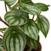 Peperomia Watermelon – 4″ Pot – NURSERY POT ONLY -Garden Leaf Shop e02322d9 a60a 576f a091 a715e8d4f419 371c06e7 933e 4ca5 ae0b 8a62c68ca7ec