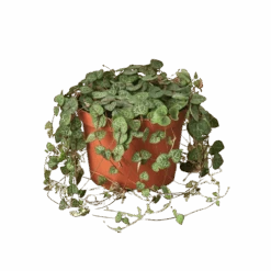 Succulent ‘String Of Hearts’ – 4″ Pot