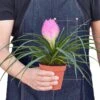 Bromeliad Cyanea ‘Pink Quill’ -Garden Leaf Shop e5c2580c 1664 5c46 85c0 564e55b0c4e4
