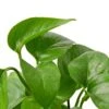 Pothos ‘Green Queen’ -Garden Leaf Shop e767f55c a91f 5fc4 8a94 862c96551549