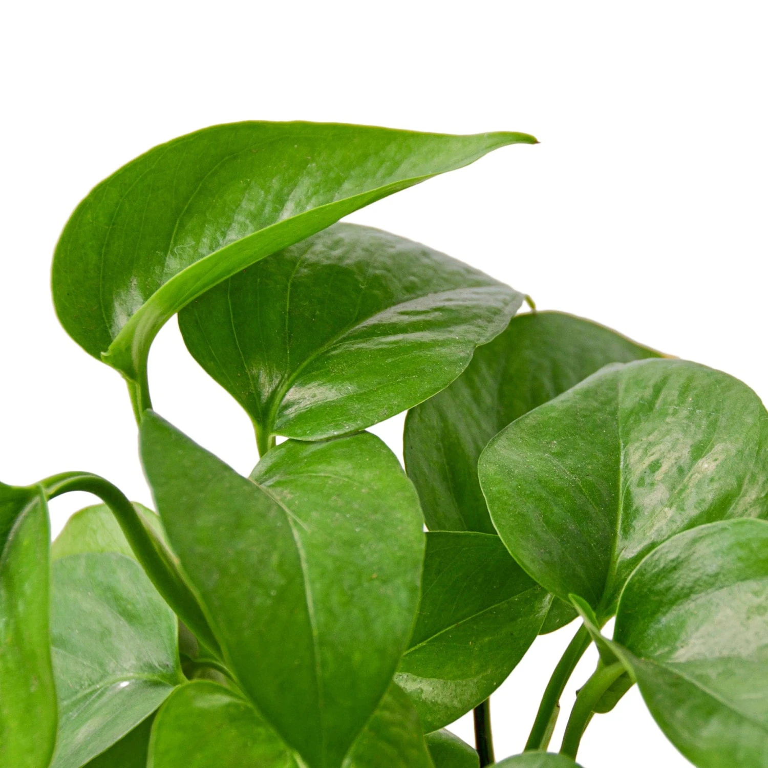 Pothos ‘Green Queen’ 3 Pothos ‘Green Queen’