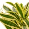 Dracaena ‘Song Of India’ 1 Dracaena ‘Song Of India’ -Garden Leaf Shop e9ebc76b 2e7b 59e7 b8c1 b9da4f11f69f