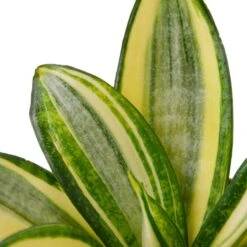 Snake Plant Gold Hahnii – 4″ Pot – NURSERY POT ONLY -Garden Leaf Shop eb19e374 9ee9 585c a008 4c27ecaef902 403252fa 1a3c 4ffe 99cd 0a00d304895c