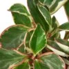 Peperomia ‘Ginny’ -Garden Leaf Shop efd1b3a4 13e6 5a50 b8d7 06bf0a05605e