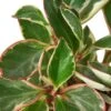 Peperomia ‘Ginny’ – 4″ Pot – NURSERY POT ONLY -Garden Leaf Shop efd1b3a4 13e6 5a50 b8d7 06bf0a05605e b1492a85 eeb4 4b21 af51 8be1836de892