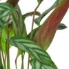Calathea ‘Grey Star’ – 6″ Pot – NURSERY POT ONLY -Garden Leaf Shop f90b850d 365e 526b b82a 45771145265b e64a0e2f 6a8c 4b0a b846 57452d2df633