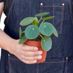 Pilea Peperomioides ‘Chinese Money’ – 4″ Pot – NURSERY POT -Garden Leaf Shop fbf9451a 32c7 58ae 92d1 23deb6c3d59e 67153a07 9482 49db 9f68 ca7034d11c9d