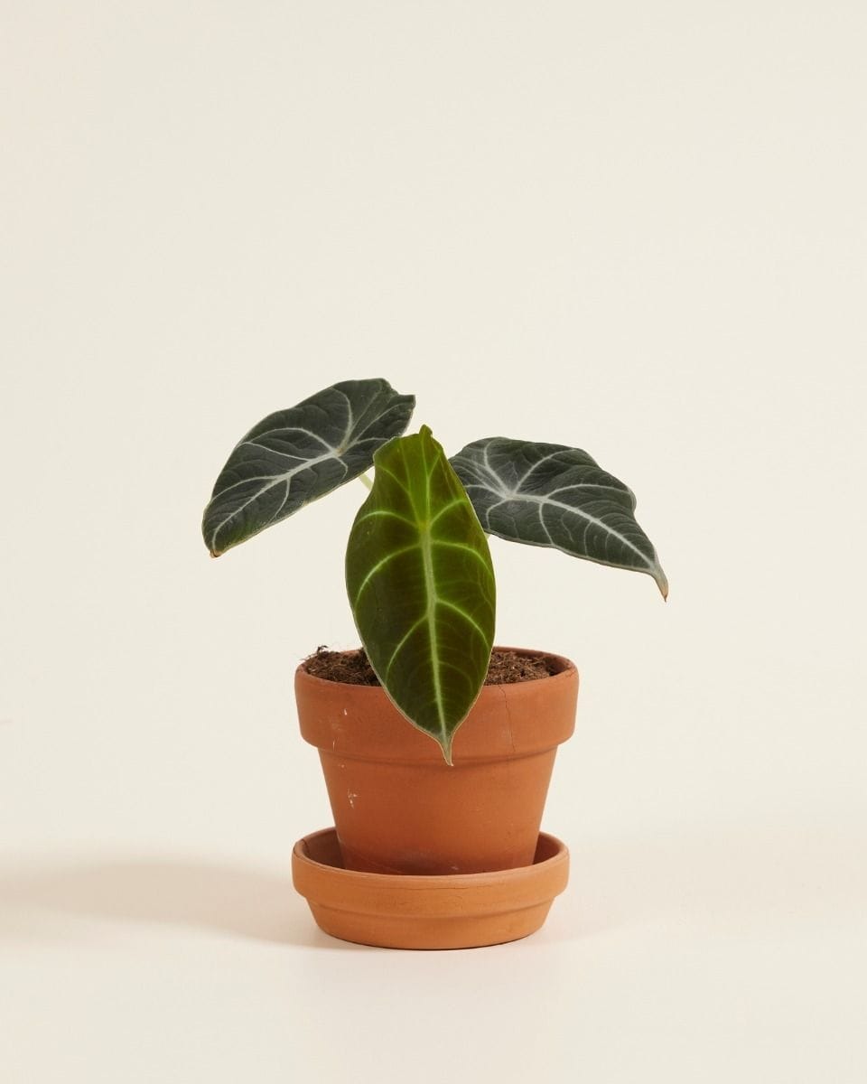 Front Page -Garden Leaf Shop ima22ge