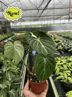 Philodendron Gloriosum ‘Zebra’