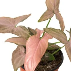 Syngonium ‘Pink Splash’ – 4″ Pot