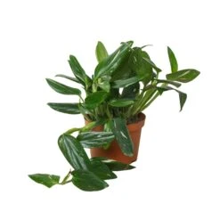 Monstera ‘Standeleyana Albo Variegated’